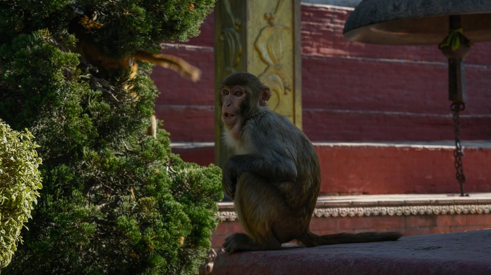 Photograph by Sumiran Waghmare