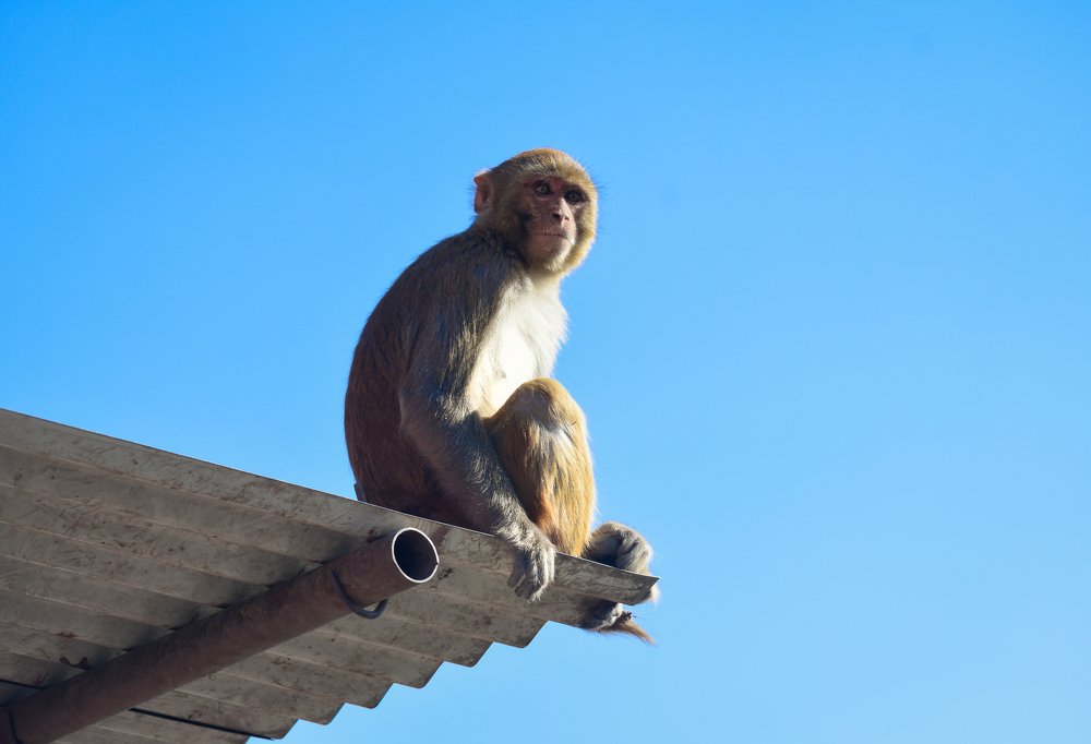 Photograph by Sumiran Waghmare