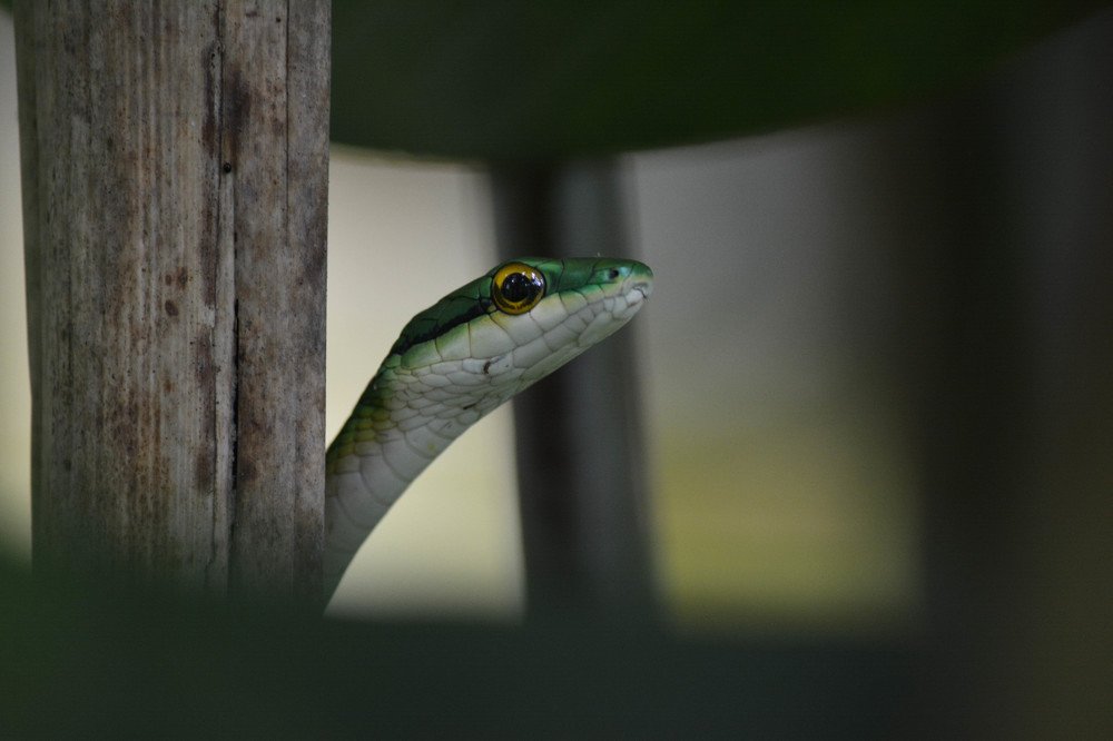 Фотография автора Delvis Romero