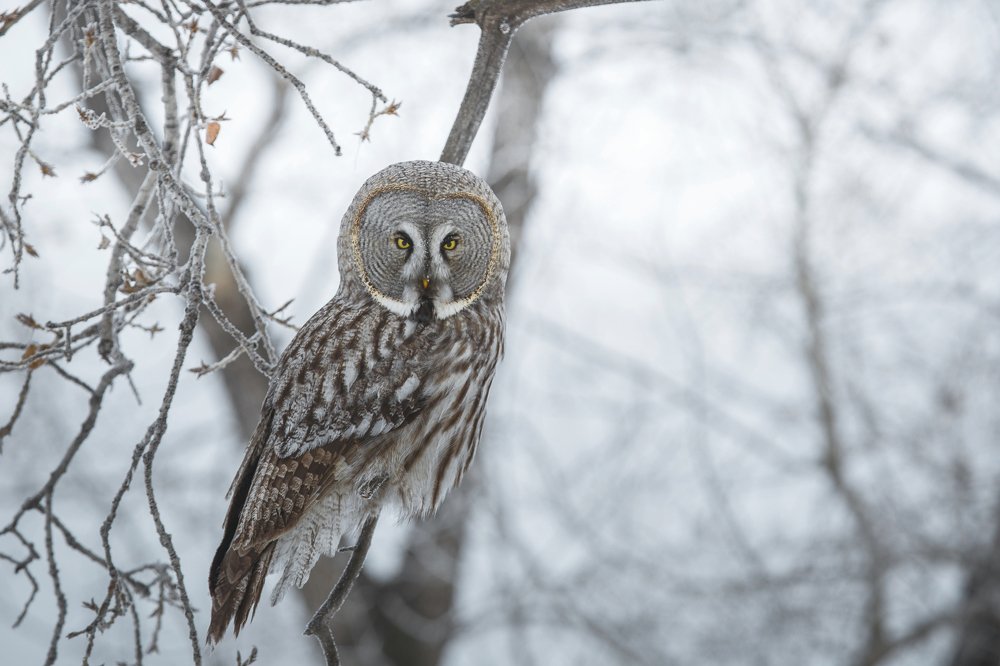 Owl on the hunt