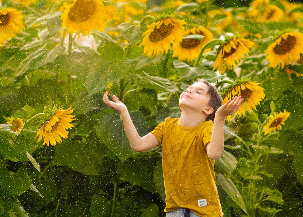 Подсолнухи