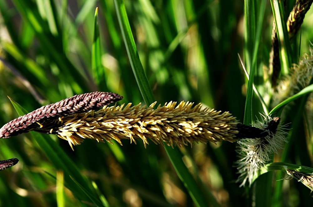 цветущий подорожник