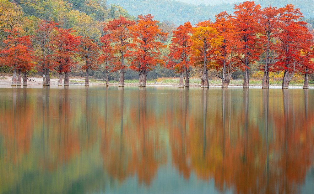 Болотные кипарисы