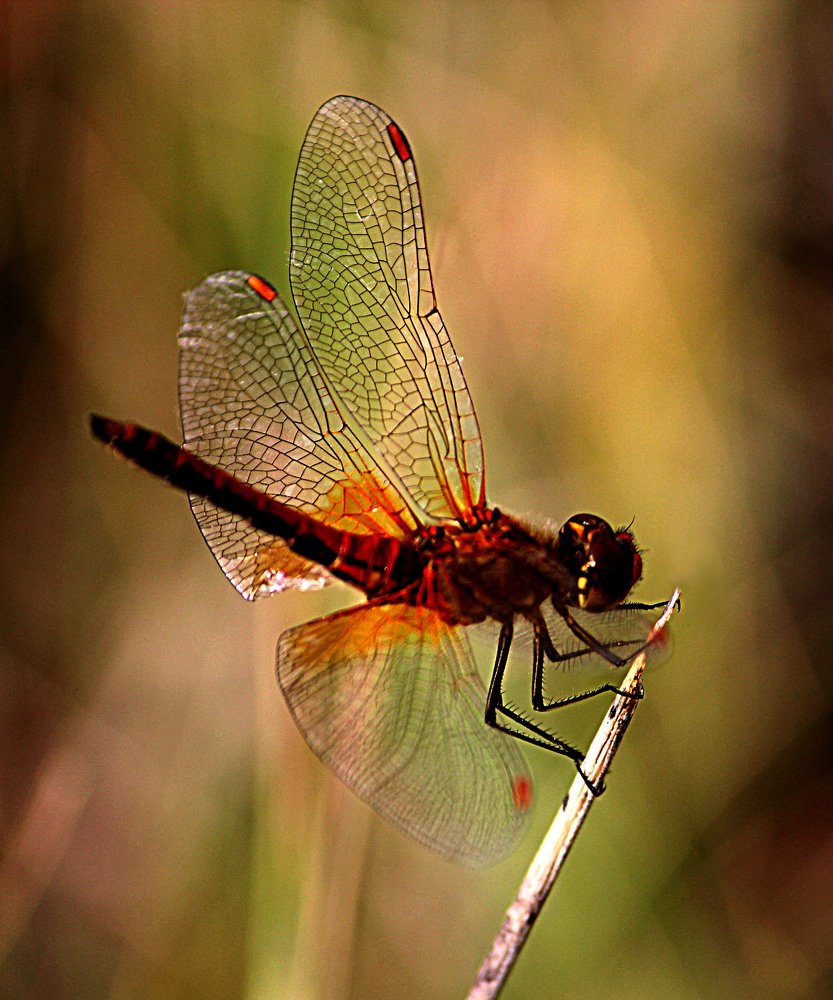 Photograph by Зоя Быкова