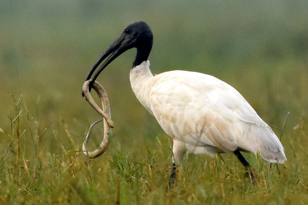 Photograph by Susanta Kumar Das