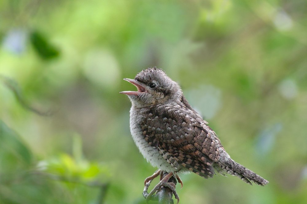 Photograph by Денис Литвиненко