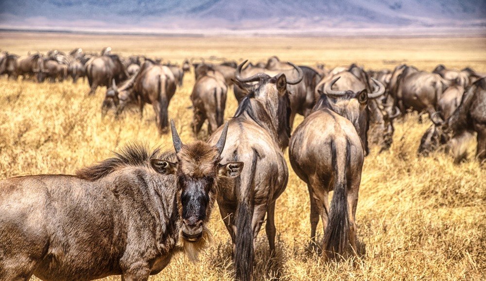 Photograph by Guy Krier