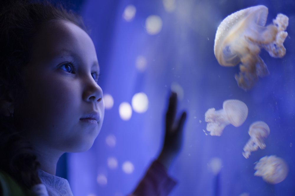 Медузы Адрианы