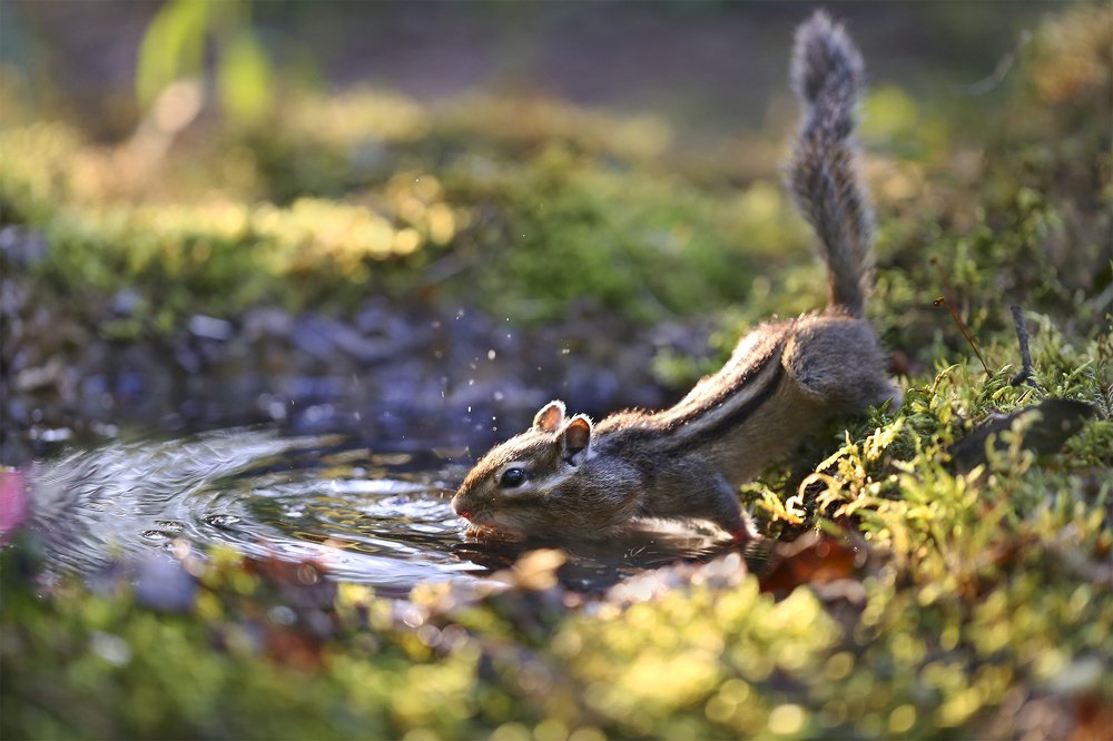 Большой заплыв маленького бурундука