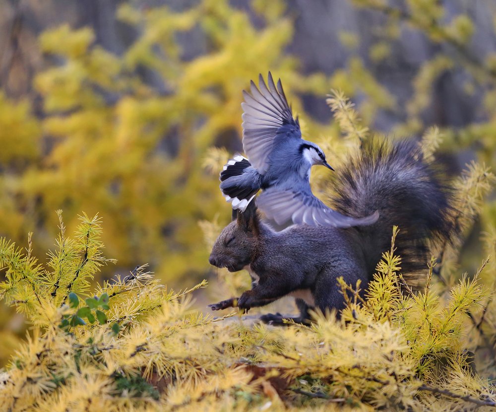 Смелый поползень