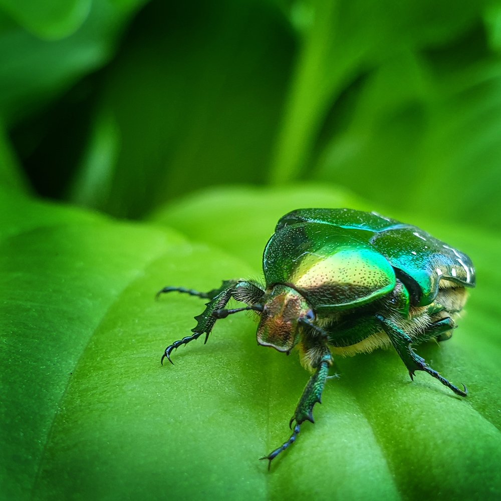 Green bug on green leaves