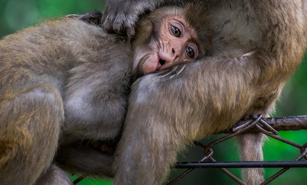 Photograph by Satyendra Kushwaha