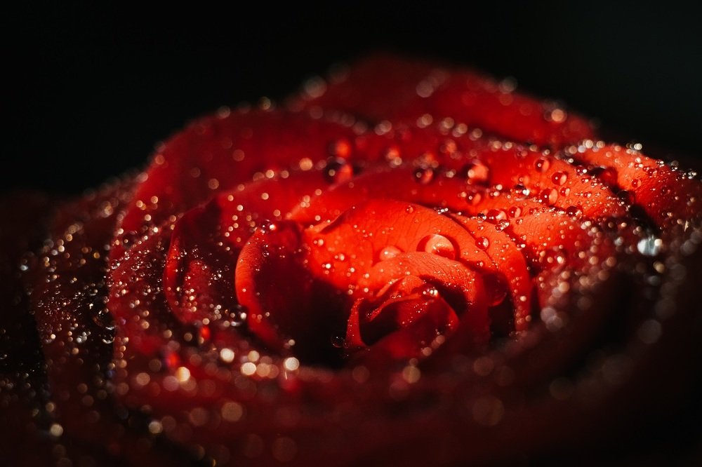 Ах эта роза