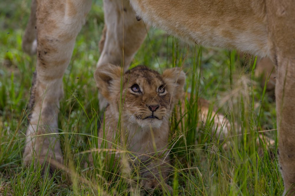 Photograph by Ольга Петруша