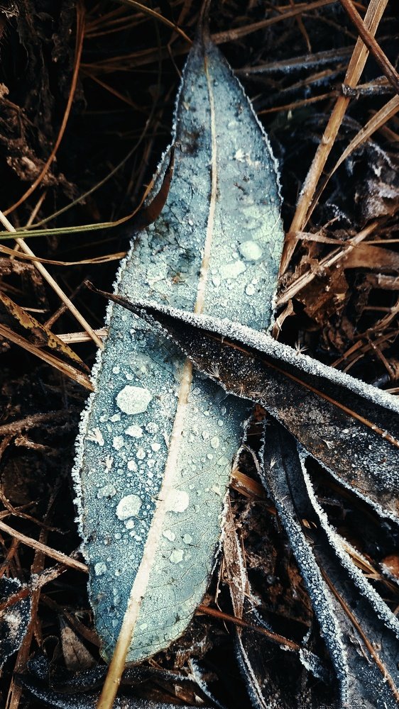 " Засахаренная природа "