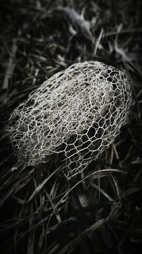 " Реинкарнация "