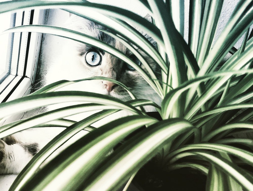 " Сафари - сити "