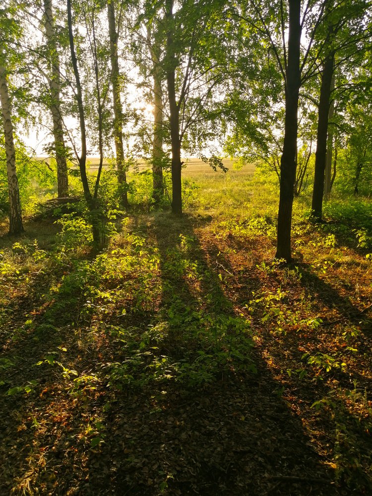 Тени на краю леса