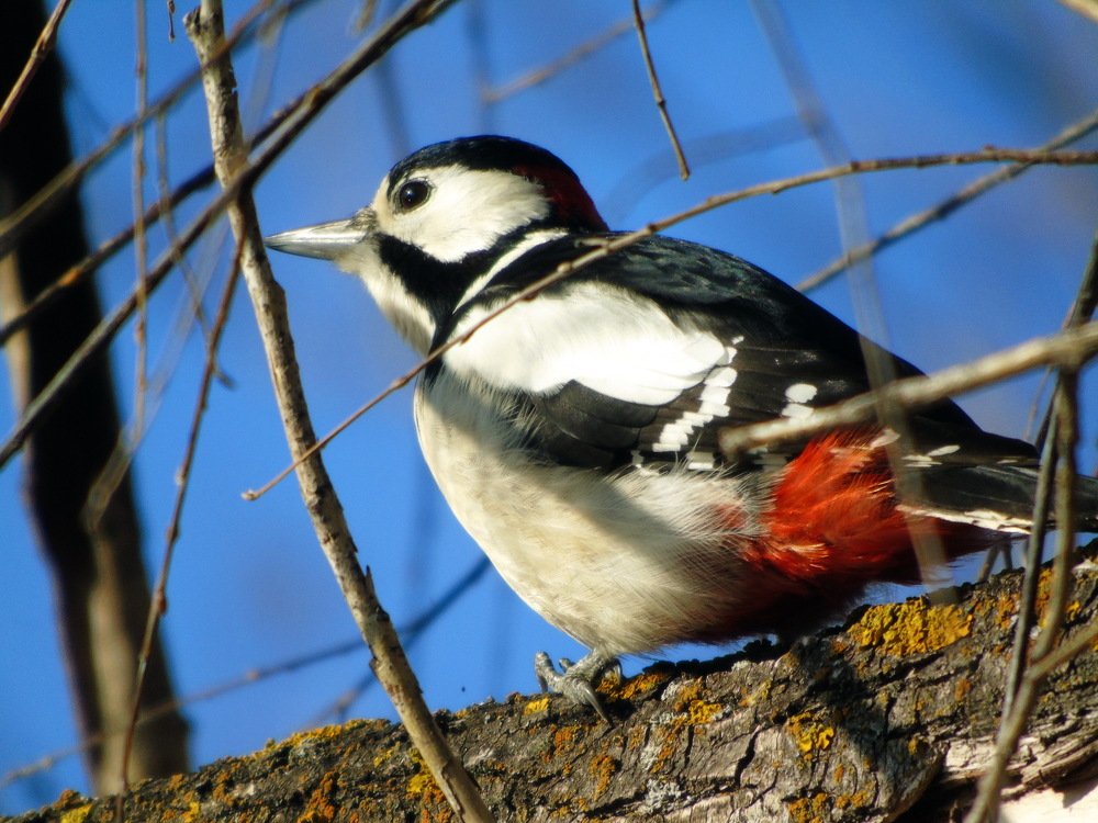 Пестрый дятел