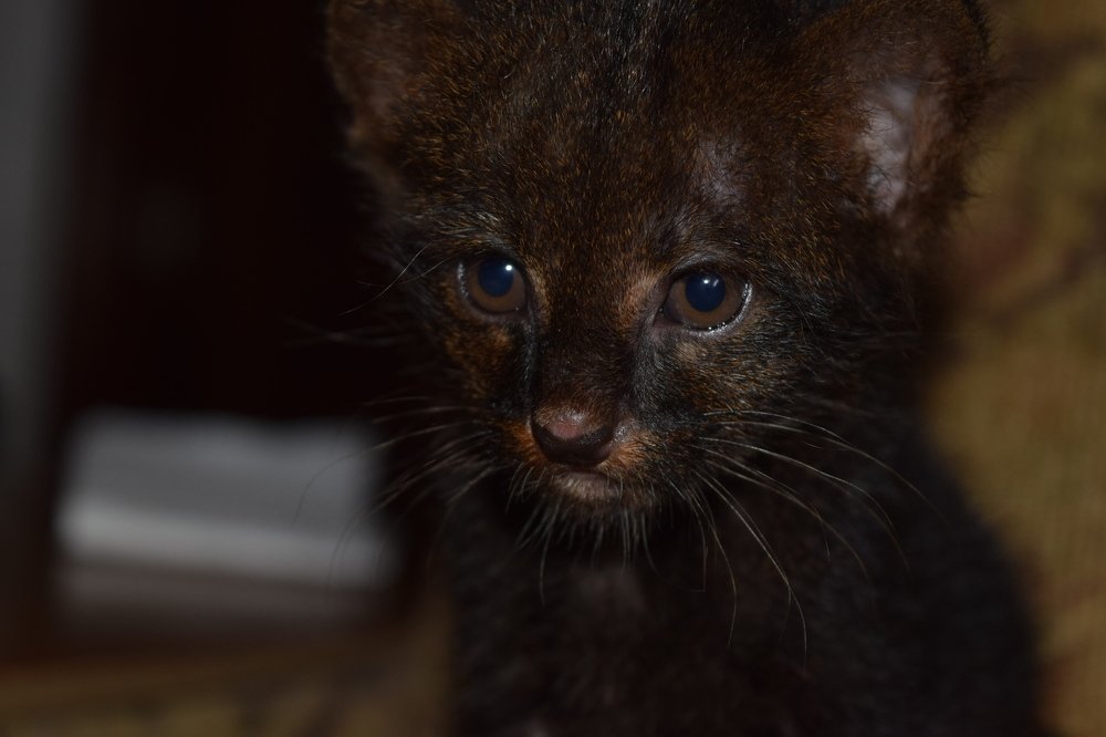 I've Got My Eyes On You