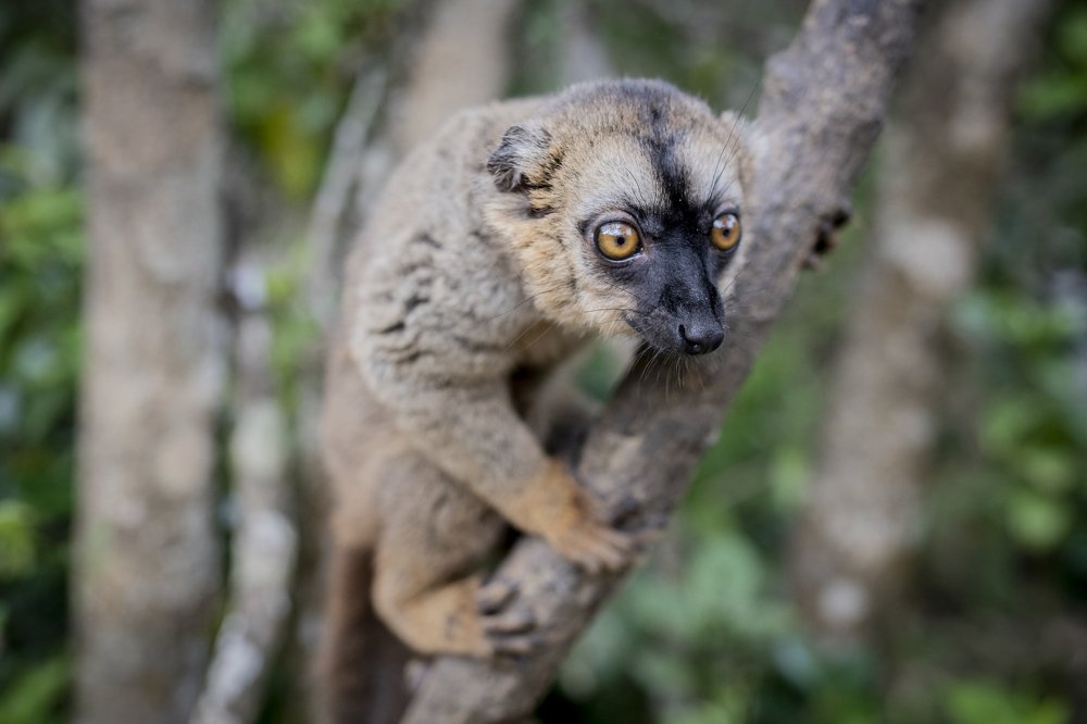 Brown lemur