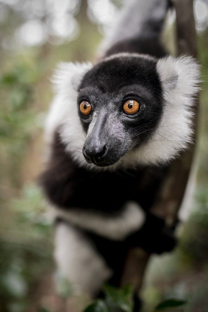 Lemur Vari