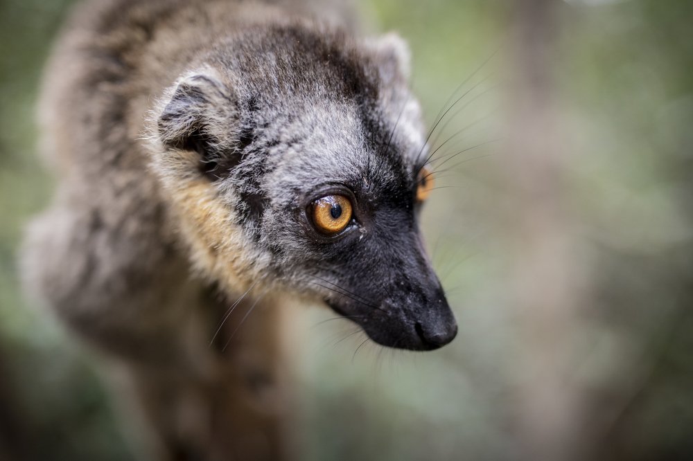 Brown lemur