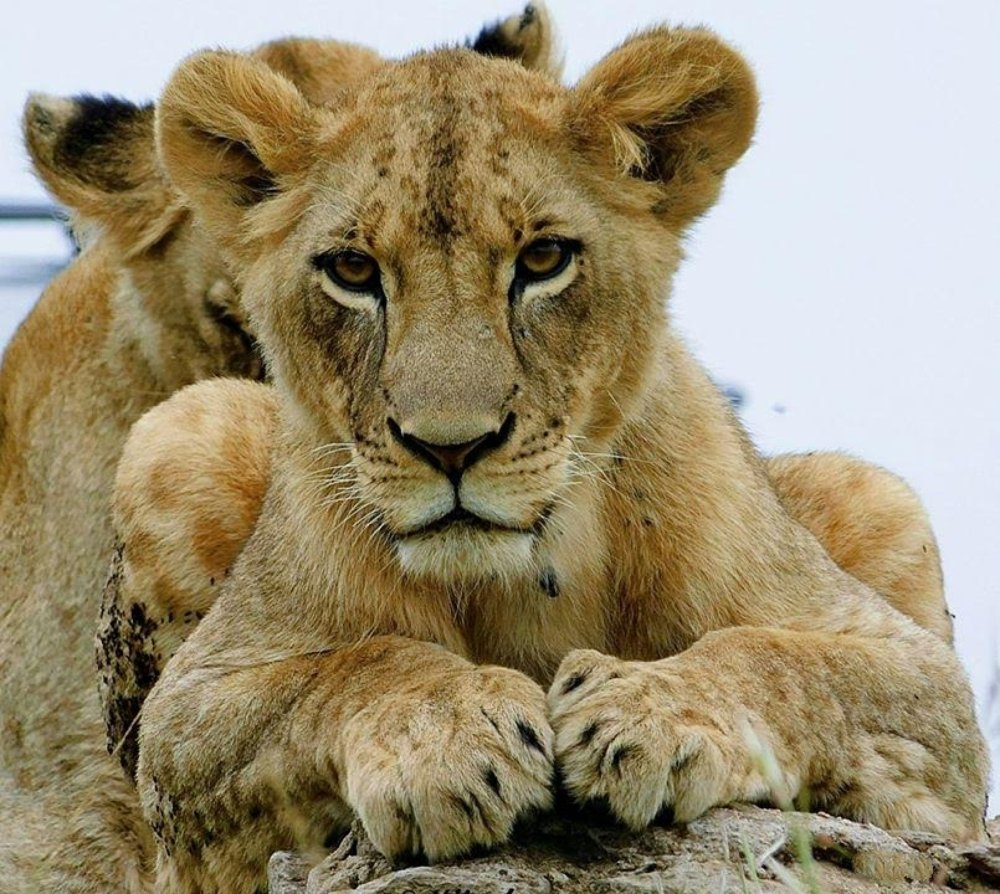 Hitesh kalyan kerai wildlife photography