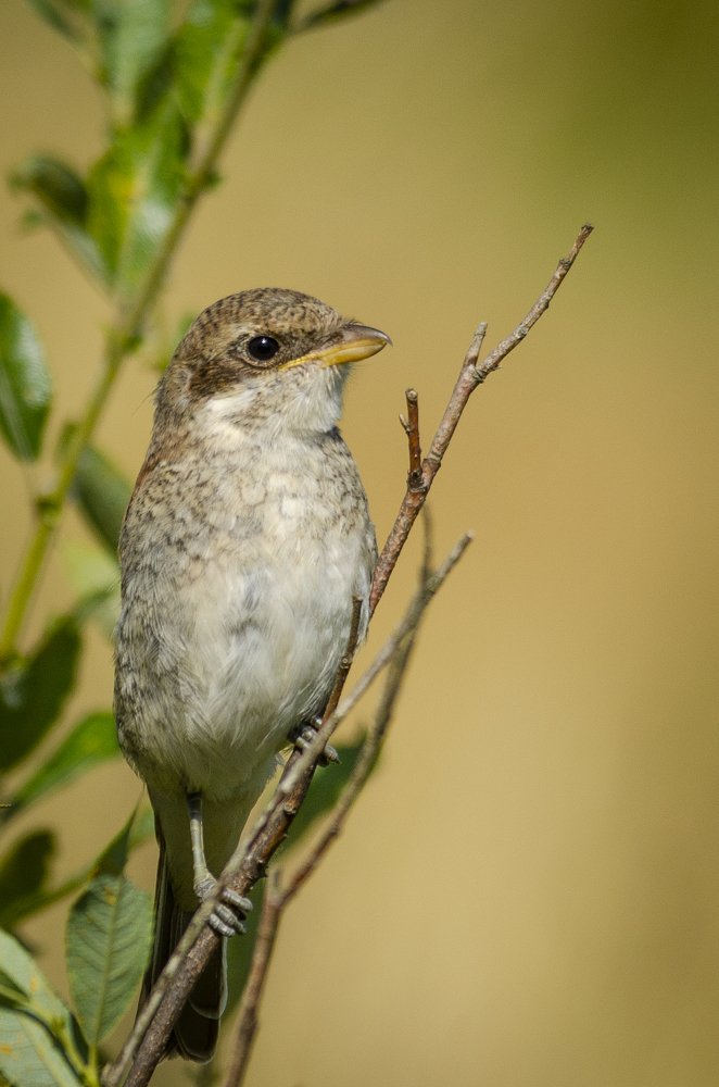 Photograph by Виктор Плахотин