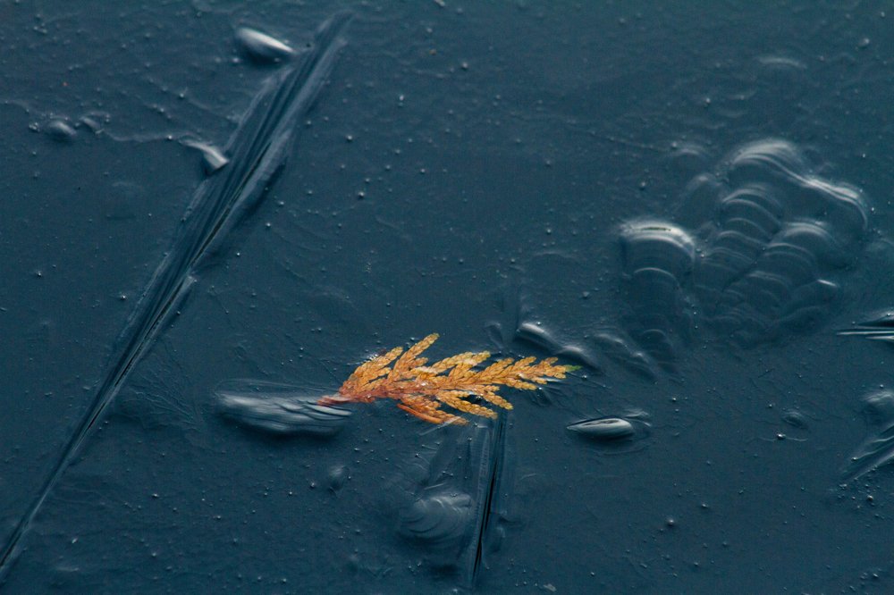 Photograph by Богдан Бигун