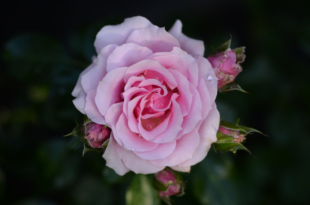 Гостья в статусе Принцессы.