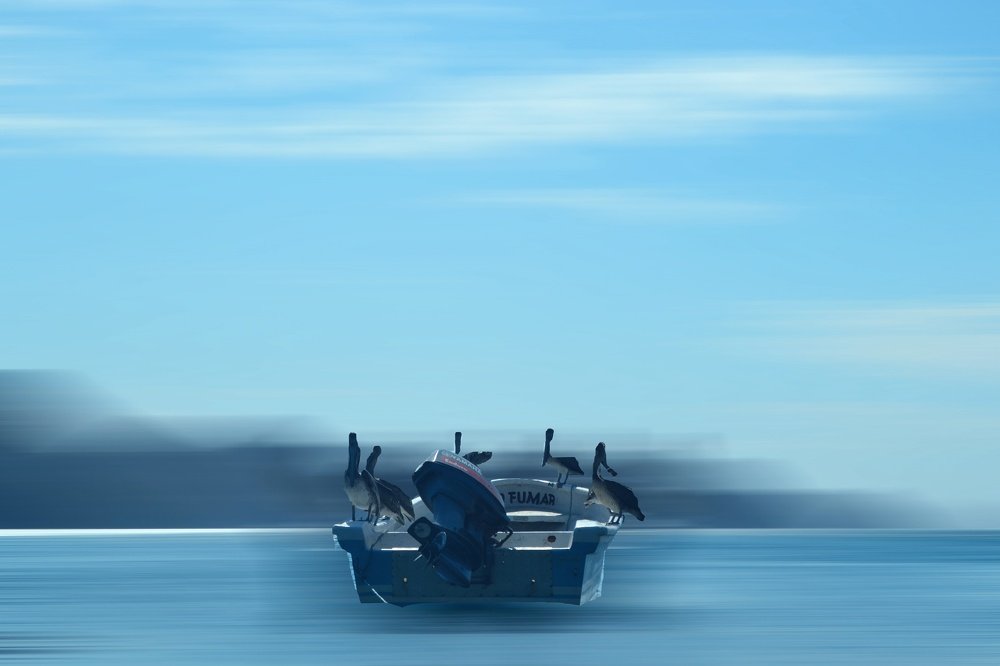 Familia de pelicanos