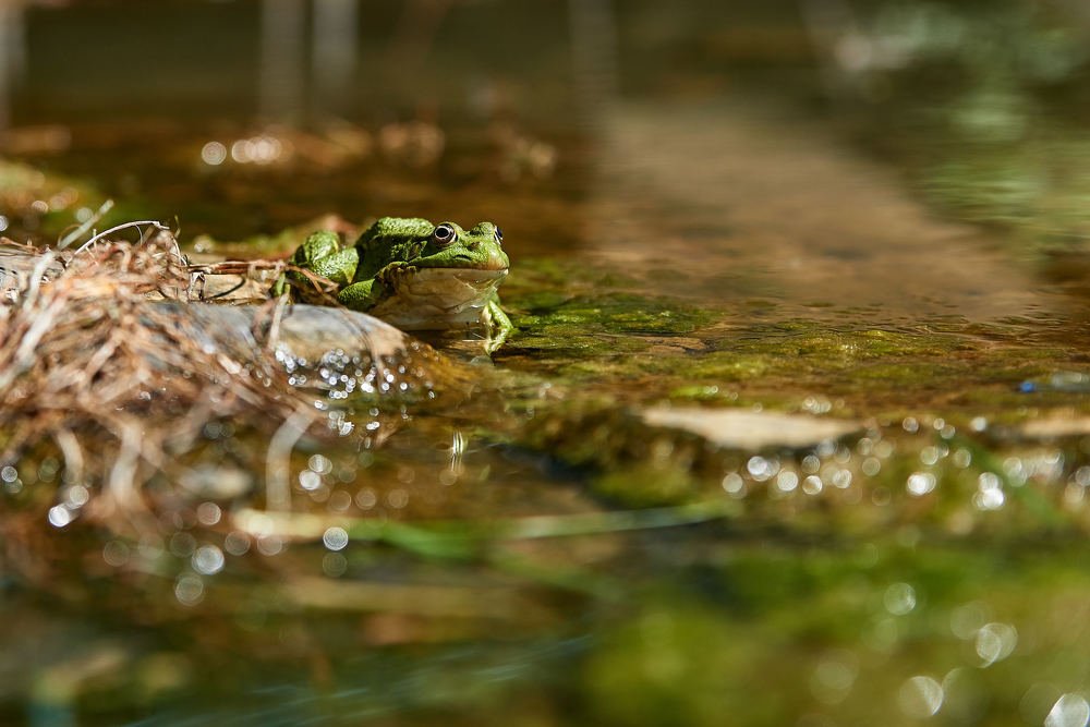 Королева болот