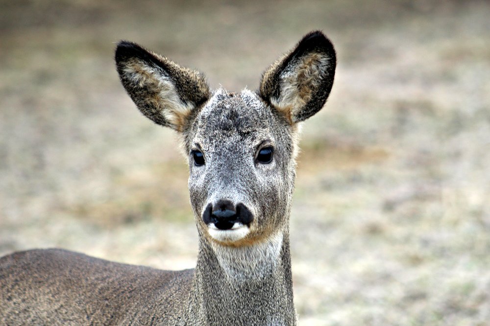 Косуля европейская.