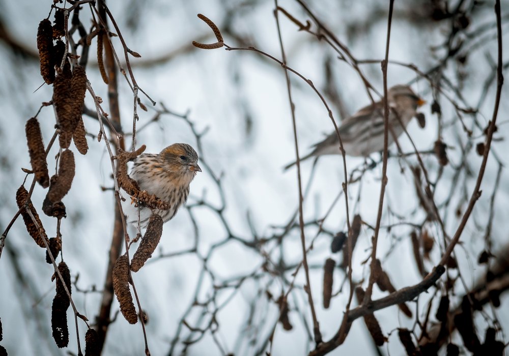 Photograph by Светлана Шибаршина