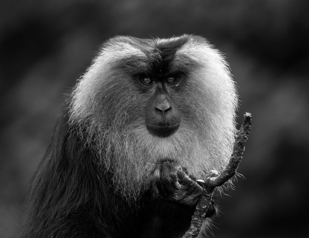 Eyes speak great language.