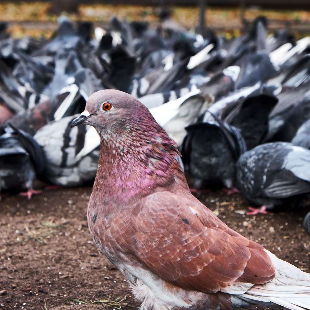 Фотография автора Святослав Романяк