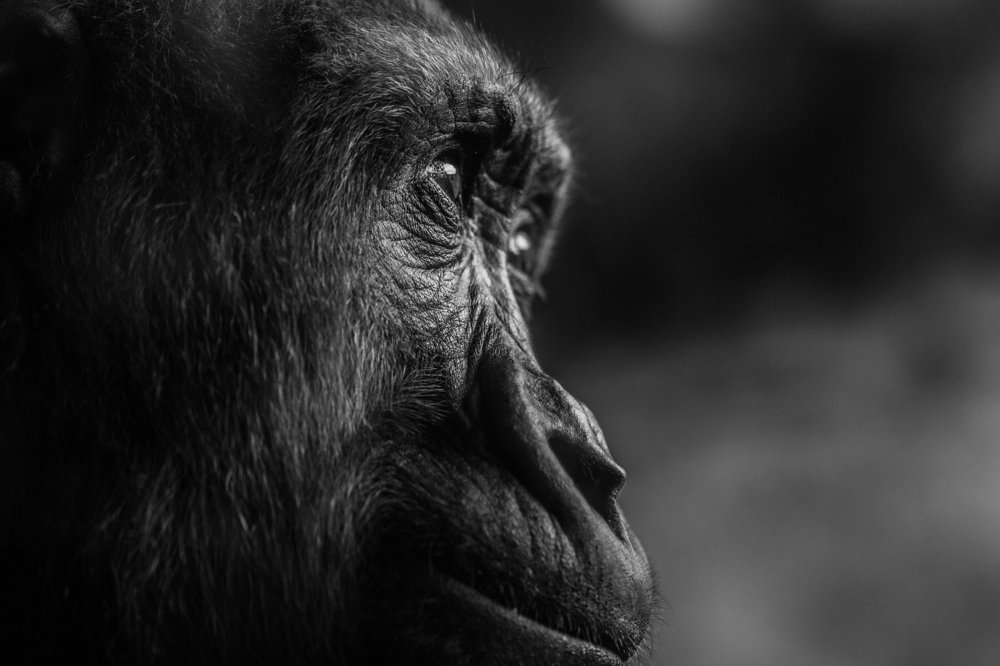 Photograph by Karim aboelghete