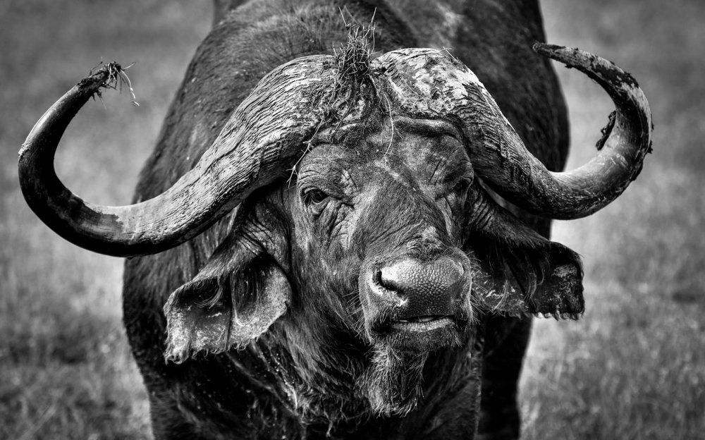 Африканский буйвол.