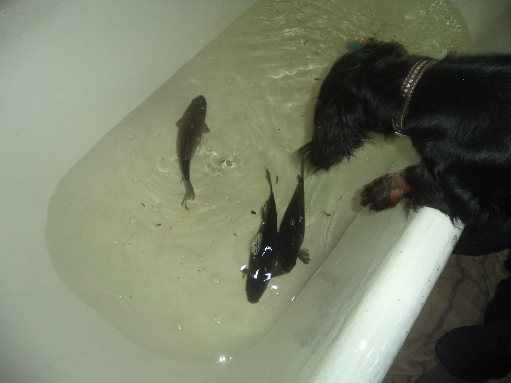 Photo #4241974