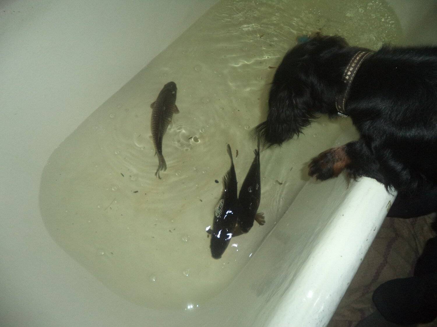 Photo #4241974