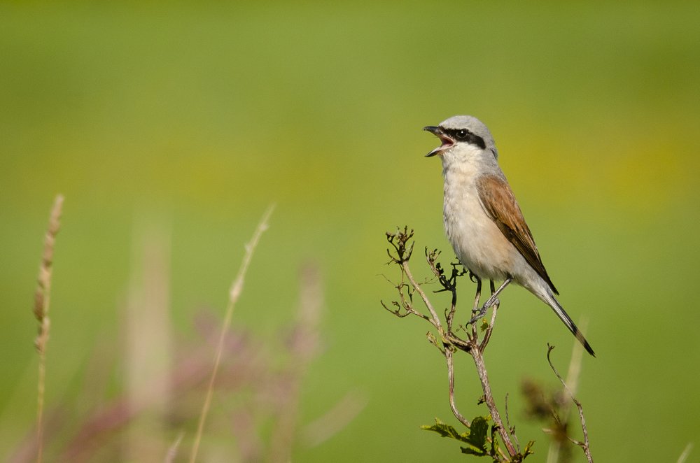 Photograph by Виктор Плахотин