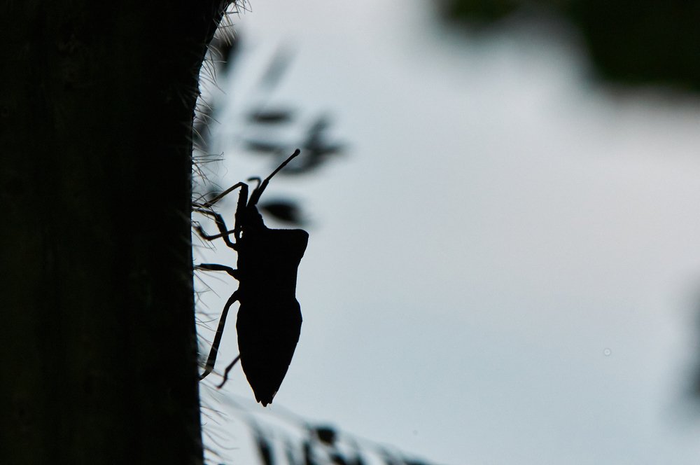 Фотография автора Святослав Романяк