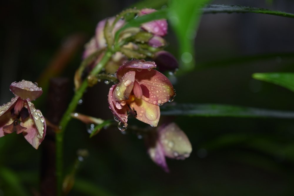 Photograph by Anuja Singh