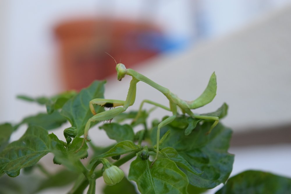 Photograph by Anuja Singh