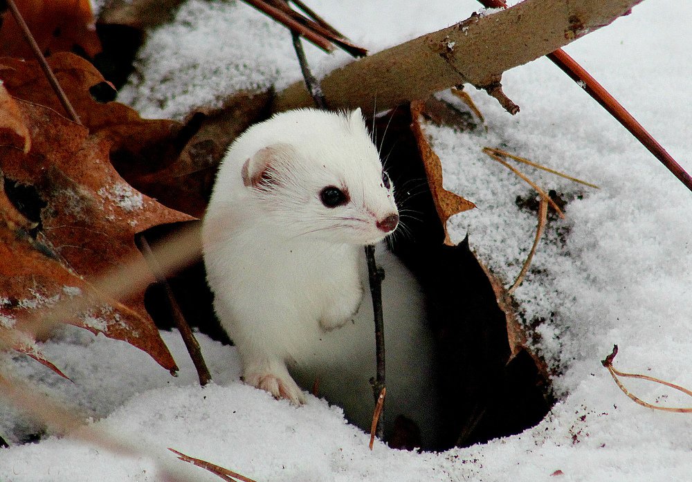 Photograph by Ольга Митрофанова