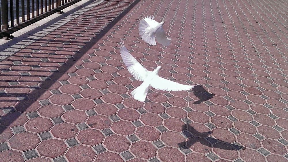 Photograph by PoulYak