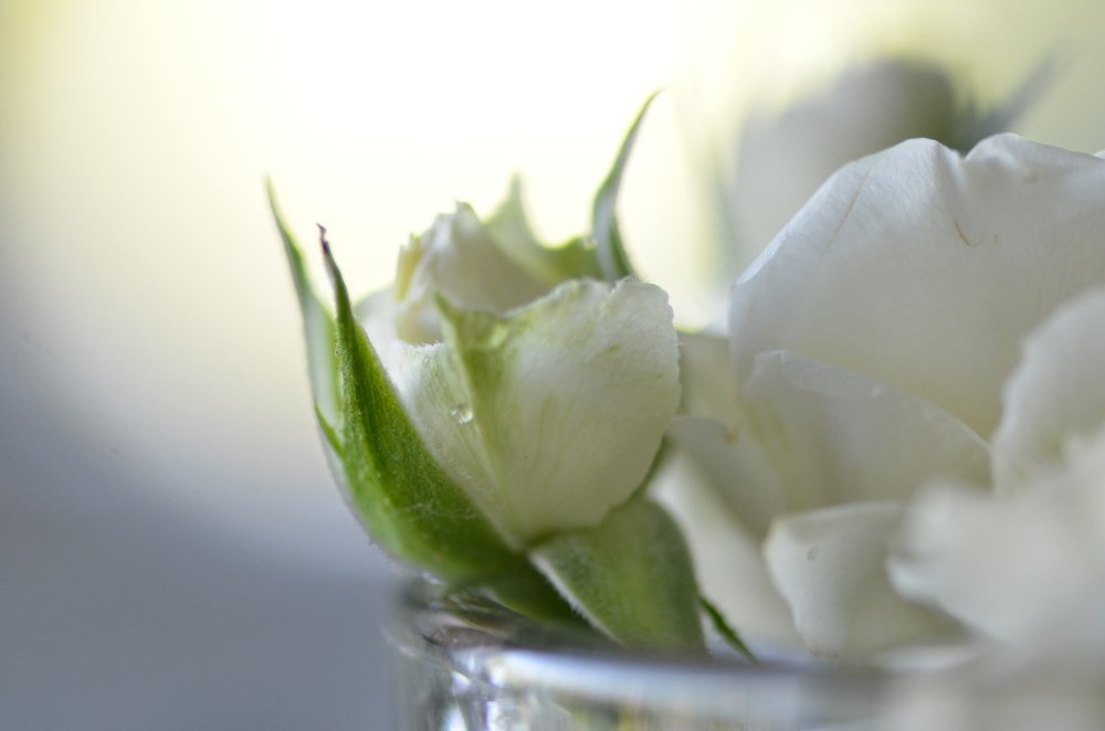 Нежность на Языке Цветов.