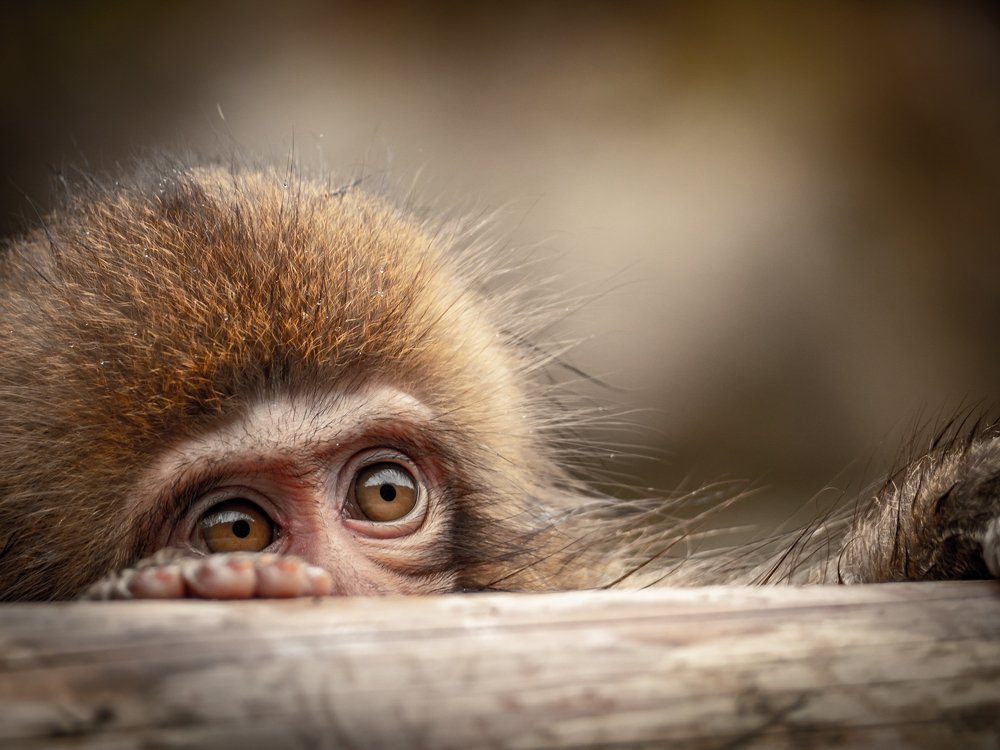 Photograph by David Wigg