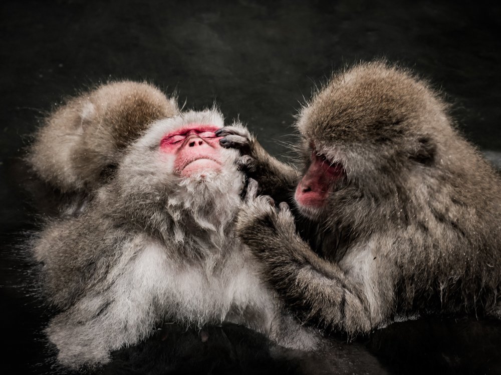 Photograph by David Wigg